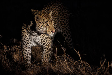 Leopard (Panthera pardus) male walking in the dark in Sabi Sands Game Reserve in the Greater Kruger Region in South Africa