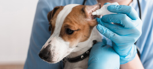 cropped view of veterinarian in latex gloves dripping ear drops to jack russell terrier, banner