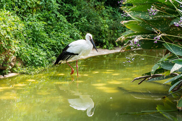 A white storks sleeping on pond in wetland reserve