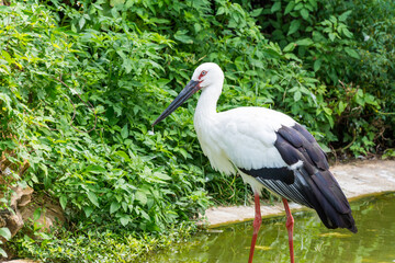 A white stork  standing on pond in tropical nature reserve