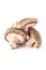 mushrooms shiitake