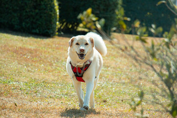 Dog running in park