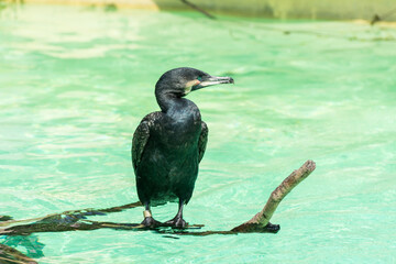 A black great cormorant perching on a pool