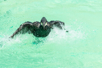 A black great cormorant wading and flapping its wing with lot of splash water