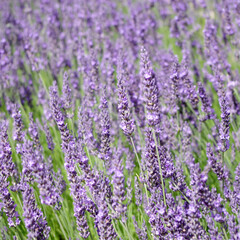 beautiful purple lavender