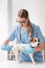 young veterinarian in blue latex gloves injecting jack russell terrier with vaccine