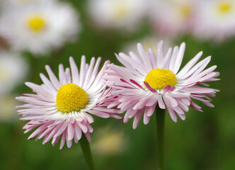 Two beautiful dog-daisies on blur background