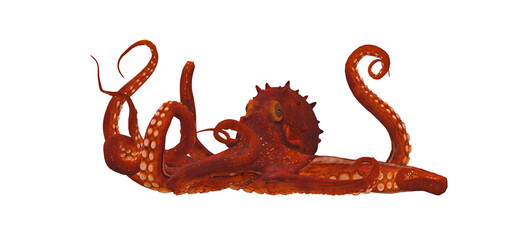 Obraz premium 3d illustrations of octopus isolated on white background