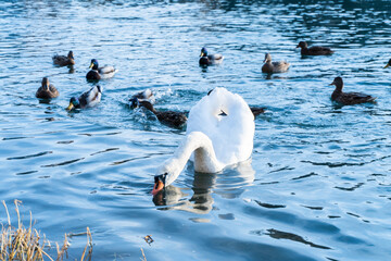 Fototapeta premium White swan drinks from the river, ducks in the background