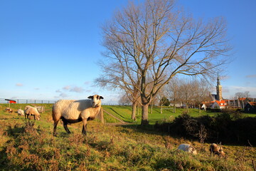Obraz premium Sheep grazing on a meadow in the colorful countryside surrounding Veere, Zeeland, Netherlands, with the clock tower of the Stadhuis (town hall) in the background