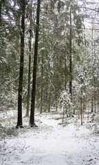 Path through a beautiful calm snowy coniferous forest on a dark winter evening