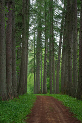 Road through old larch forest
