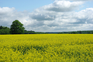 Obraz premium yellow flowering rapeseed field