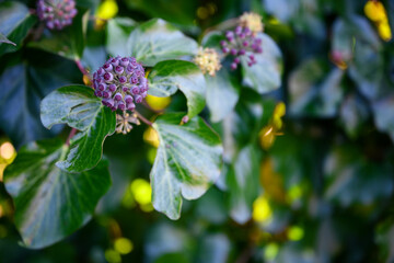 Lettuce fruits on a plant with green leaves.