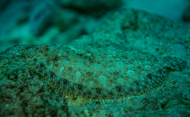 Naklejka na ściany i meble Sole fish colorful close-up underwater Bonaire Caribbean Sea 
