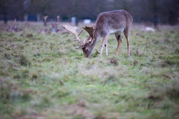 Naklejka na ściany i meble Deer in public park - UK Winter