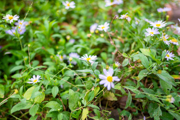 Little Purple Flower with Bees
