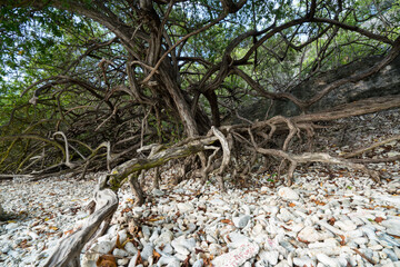 Roots tree stones beach Bonaire Caribbean sea