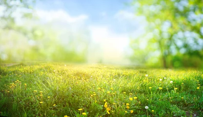 Abwaschbare Fototapete Wiese, Sumpf Schönes Wiesenfeld mit frischem Gras und gelben Löwenzahnblumen in der Natur gegen einen verschwommenen blauen Himmel mit Wolken. Sommerfrühling perfekte Naturlandschaft.