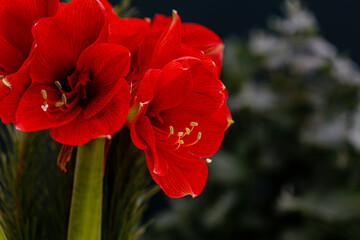 Red Amaryllis flower bloom in garden. Amaryllis or Hippeastrums red blossom, close up macro