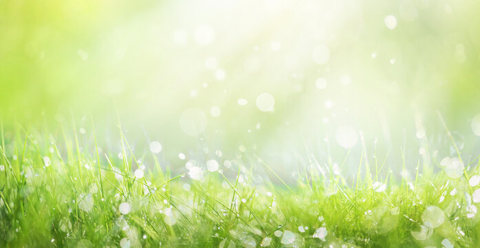 Juicy lush green grass on meadow with drops of water dew sparkle in morning light, spring summer outdoors close-up, copy space, wide format. Beautiful artistic image of purity and freshness of nature.