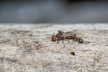 queen of the ants discouraged by his army
