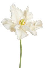 Fototapeta na wymiar tulip flower isolated