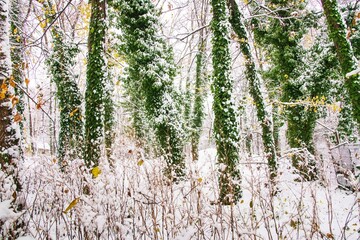 Fototapeta premium Winter season at Herastrau park Bucharest,Romania.A maginificent landscape covered with snow