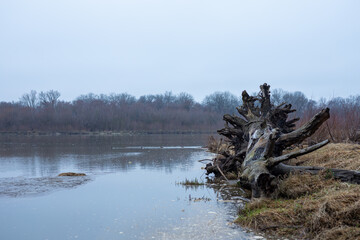 The trunk of an old tree washed up on the river bank