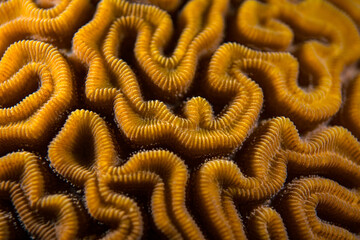Brain coral close up Bonaire Caribbean sea