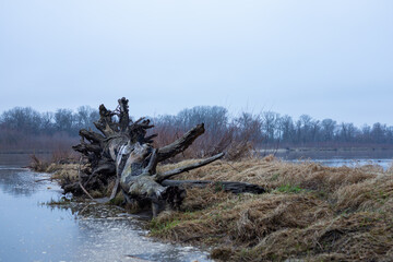 The trunk of an old tree washed up on the river bank