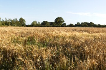 wheat field in the summer