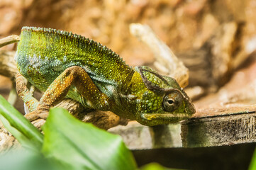 chameleon walks on a branch and camouflages itself
