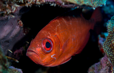 Obraz na płótnie Canvas Bullseye (Priacanthus hamrur) fish close up Bonaire Caribbean sea