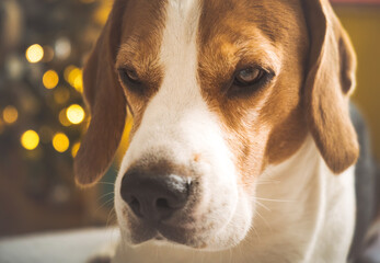 Dog portrait indoors, head closup of beagle dog. Pet background.
