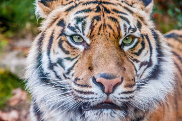 Bengal tiger headshot, queen tiger