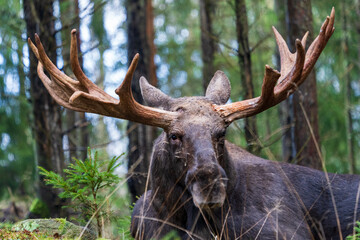 Portrait moose bull with big antlers in forest with blurred background. Selective focus.