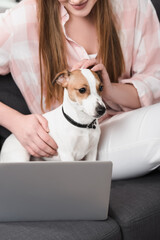 cropped view of woman petting jack russell terrier near laptop on couch