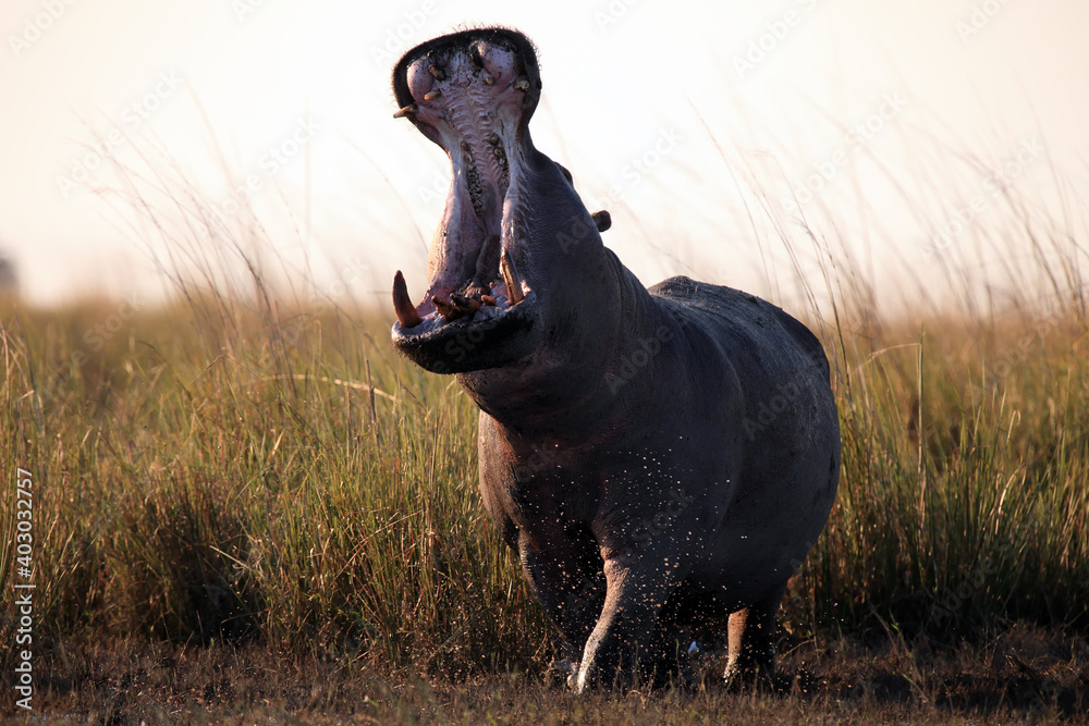 Poster The common hippopotamus (Hippopotamus amphibius) or hippo at sunset with open jaws. The mighty hippo threatens everyone around him with an open mouth.