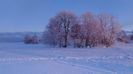 Russia, Karelia, Kostomuksha. The sun shines on the trees on a frosty winter day.January 04, 2021.