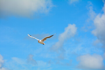 A gull with much blue sky and clouds