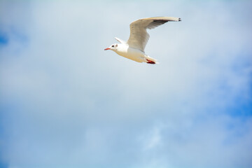 One gull with much blue sky and clouds
