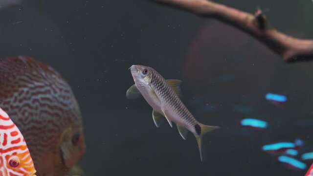 Crossocheilus reticulatus silver flying fox in fishtank. Fishtank theme.