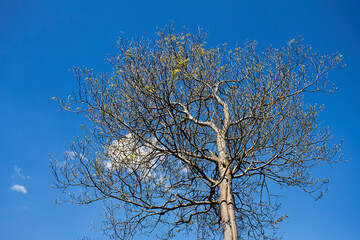 Fototapeta premium tree in the sky