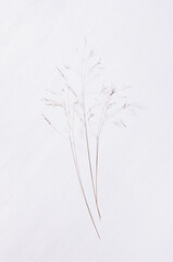 Simple modern organic calm background with beige panicles of dry grass on white wood board, top view, vertical.