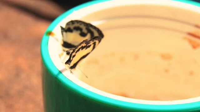 Elbowed Pierrot Butterflies or Caleta elna perched on a coffee cup showing concept of spring and summer season