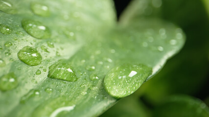 close up macro shot of a water drops on a green leaf