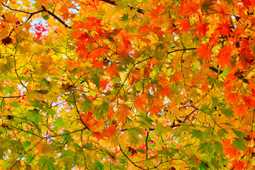 京都の秋　美しい紅葉と赤いモミジ（日本京都府京都市）　Autumn in Kyoto: Beautiful autumn leaves and red maple leaves (Kyoto City, Japan, Kyoto Prefecture)