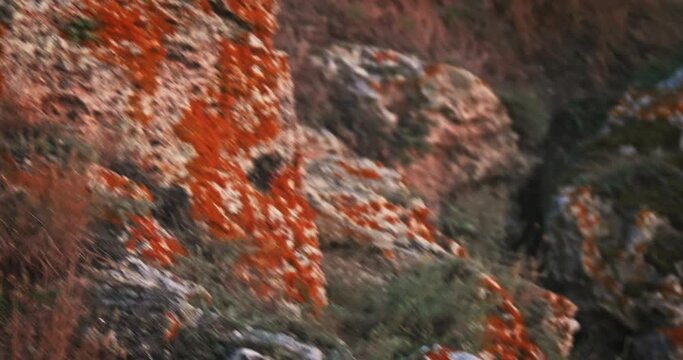 Tracking shot of the coastal rocks covered with brown linchen and some arid plants in rocks cracks, view from above.