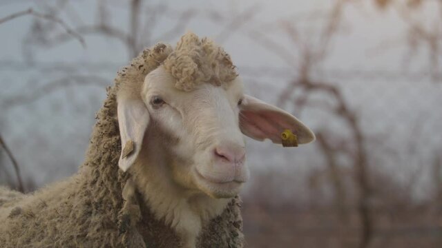 Close Up Of A White Sheep In The Field Looks Away And Then Straight Into Camera. Modern Farm Concept 